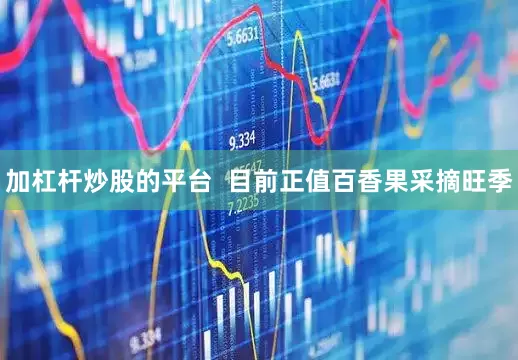 加杠杆炒股的平台  目前正值百香果采摘旺季